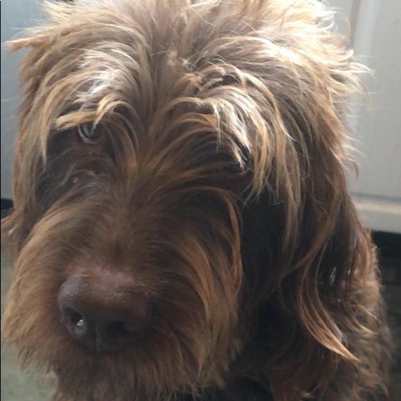 Meet your Posher, Liza - Picture 2 of 7